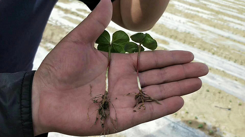 淺談控瘋在棉花上的表現及棉花化（huà）控技術要點(圖1)