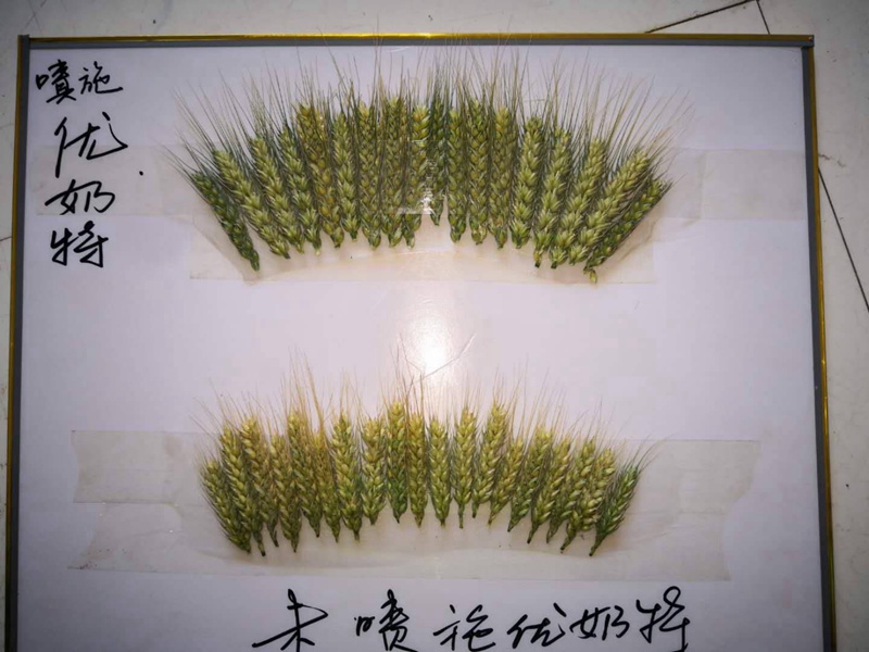 優（yōu）奶（nǎi）特現場測產觀摩會(圖1)