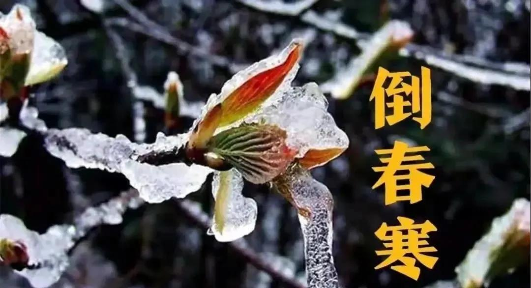 預防倒春寒，植（zhí）物生長調節劑有大用！(圖1)