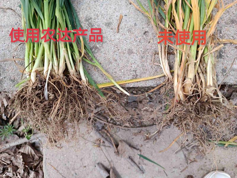 深入田間，探究效（xiào）果---卑詩▪壯在（zài）小麥上的效果回訪(圖3)