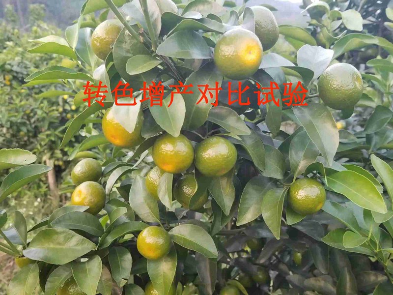 產品對比試（shì）驗——沃柑轉色增產（chǎn）(圖1)