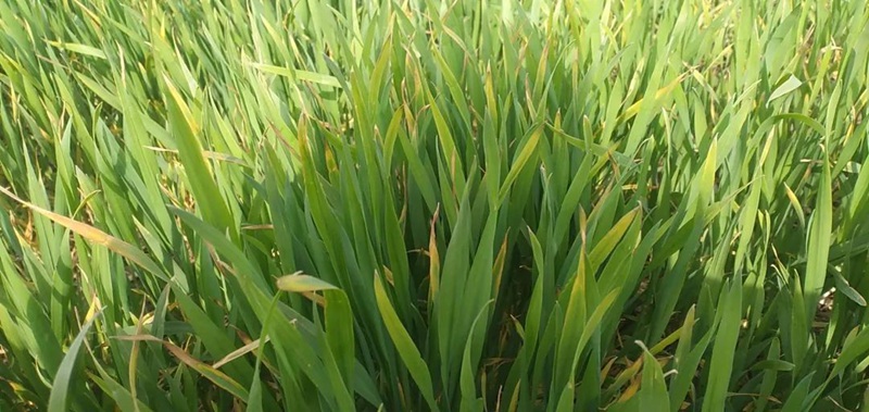 警惕！小麥細菌性條（tiáo）斑病！(圖1)