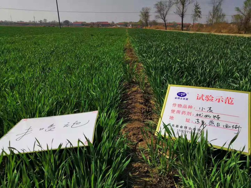 小麥已進入打包抽穗發育階段 提質增產防病（bìng）防蟲已經開始啦(圖1)