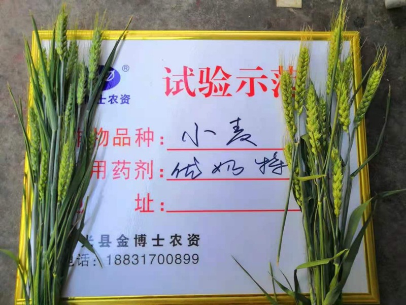 小麥已進（jìn）入打包抽穗發育階段 提質增產防病防蟲已經開始（shǐ）啦(圖2)