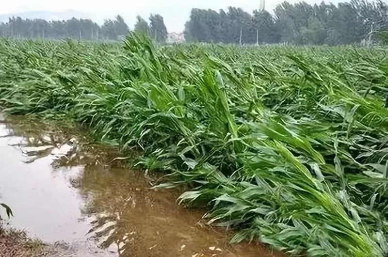 暴（bào）雨過後，玉米急需這樣補救！(圖1)