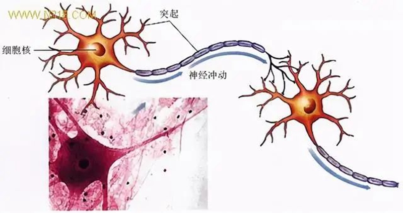 生物農藥連（lián）續使用會不（bú）會產生抗藥性？(圖1)