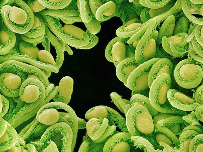 生物農藥連續使用會不會產生(shēng)抗藥性(xìng)?(圖(tú)2) 生物農藥連續使用會(huì)不會產生抗藥性(xìng)?(圖2)