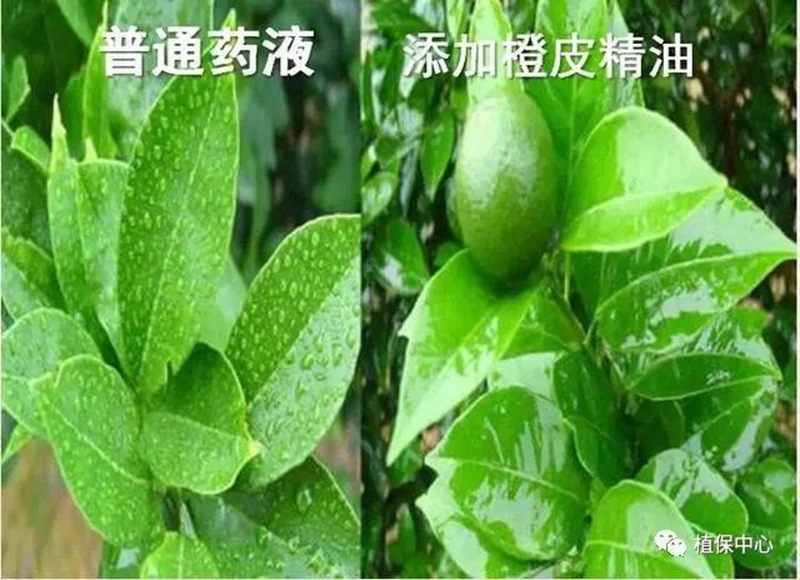 農藥成分(fèn)和含量一模一樣,為(wéi)啥效果(guǒ)差別那麽大(dà)?(圖3) 農藥成分和含量一模一樣,為啥效(xiào)果差別那麽大(dà)?(圖3)