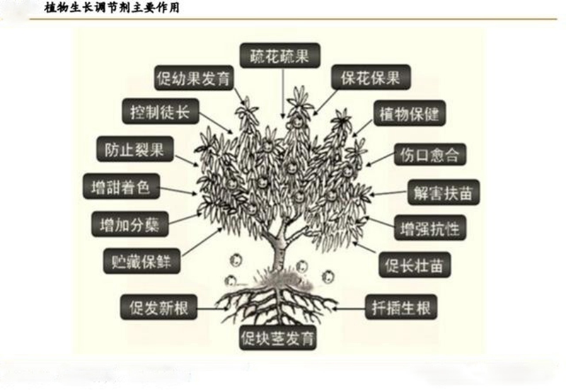植物生長調節劑的功效與用法（fǎ）(圖1)