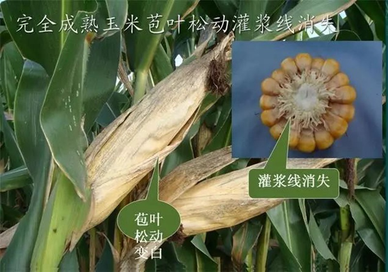 今年小麥（mài）要晚種，玉（yù）米要晚收！(圖1)