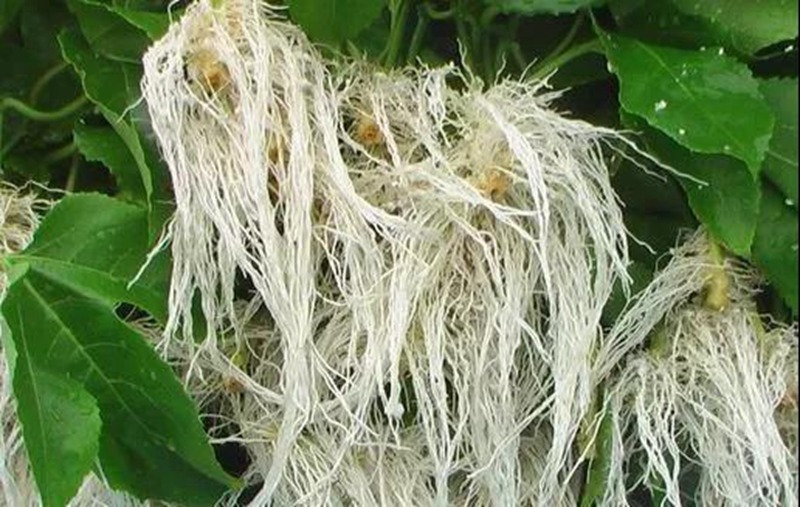 根（gēn）是植物的（de）命，抓住這幾點，根係粗壯、四通發（fā）達（dá）(圖2)